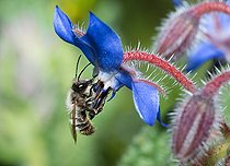 Biosphoto | 2444168 | Red Mason Bee (Osmia bicornis) male on borage flower (Borago officinalis), solitary bees, Vosges du Nord Regional Natural Park, France | &copy; Michel Rauch / Biosphoto