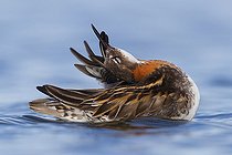 Biosphoto | 2422973 | Red-necked Phalarope (Phalaropus lobatus), adult preening Northeastern Region Iceland | &copy; Saverio Gatto / Biosphoto