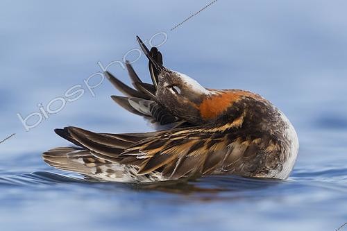 Biosphoto | 2422973 | Red-necked Phalarope (Phalaropus lobatus), adult preening Northeastern Region Iceland | &copy; Saverio Gatto / Biosphoto