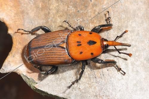 Biosphoto | 1021656 | Red Palm Weevil | &copy; Bartomeu Borrell / Biosphoto