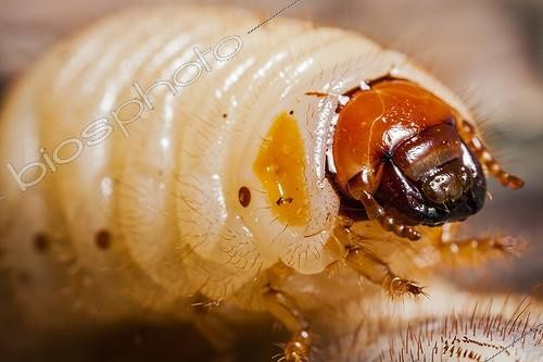 Biosphoto | 1889374 | Red palm weevil larva - France | &copy; Olivier Miniato / Biosphoto