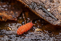 Biosphoto | 2621390 | Red poduromorph springtail (Billobella braunerae), top view on decomposing wood, Cévennes National Park, France. | &copy; Philippe Lebeaux / Biosphoto