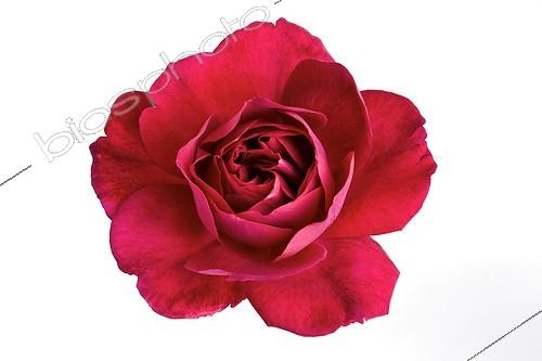 Biosphoto | 754838 | Red rose on white background | &copy; Michel Gunther / Biosphoto