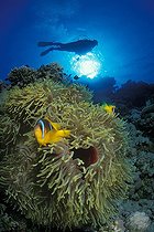 Biosphoto | 981187 | Red Sea Anemonefish in Magnificent Anemone and Diver, Ras Mohammed, Sinai, Red Sea, Egypt | &copy; Borut Furlan / WaterFrame / Biosphoto