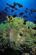 Biosphoto | 981132 | Red Sea Anemonefish in Magnificent Anemone, Ras Mohammed, Sinai, Red Sea, Egypt | &copy; Borut Furlan / WaterFrame / Biosphoto