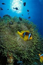 Biosphoto | 981133 | Red Sea Anemonefish in Magnificent Anemone, Ras Mohammed, Sinai, Red Sea, Egypt | &copy; Borut Furlan / WaterFrame / Biosphoto
