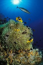 Biosphoto | 981185 | Red Sea Anemonefish in Magnificent Anemone, Ras Mohammed, Sinai, Red Sea, Egypt | &copy; Borut Furlan / WaterFrame / Biosphoto