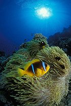Biosphoto | 981186 | Red Sea Anemonefish in Magnificent Anemone, Ras Mohammed, Sinai, Red Sea, Egypt | &copy; Borut Furlan / WaterFrame / Biosphoto