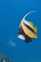 Biosphoto | 706304 | Red Sea Bannerfish Ras Mohammed NP Red Sea Egypt | &copy; Reinhard Dirscherl / Biosphoto