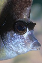 Biosphoto | 981044 | Red Sea Bannerfish, Ras Mohammed, Sinai, Red Sea, Egypt | &copy; Borut Furlan / WaterFrame / Biosphoto