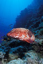 Biosphoto | 980991 | Red Sea Coral Grouper, Ras Mohammed, Sinai, Red Sea, Egypt | &copy; Borut Furlan / WaterFrame / Biosphoto
