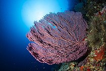 Biosphoto | 2544089 | Red sea fan, (Echinogorgia sp.) on a wall, Ras Mohammed, Sinai Peninsula, Red Sea, Egypt | &copy; Franco Banfi / Biosphoto