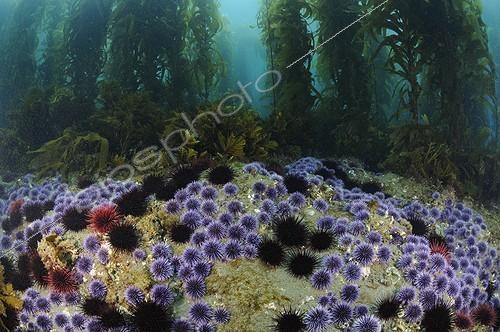 Biosphoto | 1954045 | Red Sea Urchins and Purple Sea Urchins eating Giant Kelp | &copy; Brandon Cole / Biosphoto