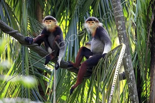 Biosphoto | 1532571 | Red-shanked Douc (Pygathrix nemaeus), adult, couple, on tree, Asia | &copy; Jspix / imageBROKER / Biosphoto