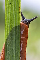 Biosphoto | 2587965 | Red Slug (Arion rufus) on leaf, Gers, France | &copy; Marie Aymerez / Biosphoto