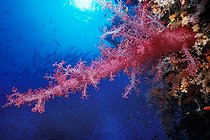 Biosphoto | 981088 | Red Soft Coral, Ras Mohammed, Sinai, Red Sea, Egypt | &copy; Borut Furlan / WaterFrame / Biosphoto