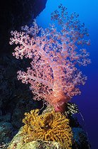 Biosphoto | 746886 | Red Soft Coral, Sinai, Ras Mohammed, Red Sea, Egypt | &copy; Borut Furlan / WaterFrame / Biosphoto