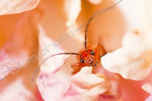 Biosphoto | 1921429 | Red Soldier Beetle hidden in a Rose - Provence France  | &copy; Benoît Personnaz / Biosphoto