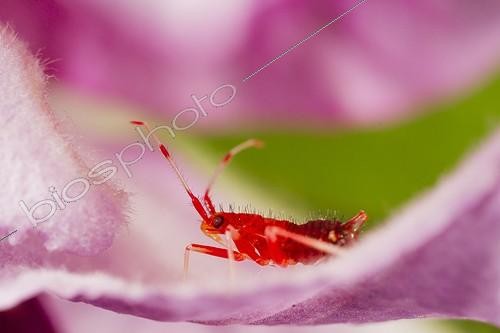 Biosphoto | 2008931 | Red-spotted plant bug larva on a flower - Vosges France  | &copy; Benoît Personnaz / Biosphoto