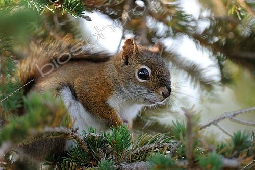 Biosphoto | 2553471 | Red squirrel, Cap Breton Highlands National Park, American red squirrel (Tamiasciurus hudsonicus), Hudson squirrel, Canada, North America | &copy; E. Baccega / imageBROKER / Biosphoto