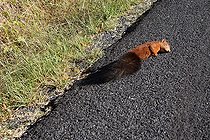 Biosphoto | 1249209 | Red Squirrel crashed on the road by a car in Lozere France | &copy; Pascal Pittorino / Biosphoto