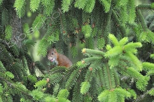 Biosphoto | 1848854 | Red squirrel licking Spruce needles in a garden France | &copy; Patrick Glaume / Biosphoto