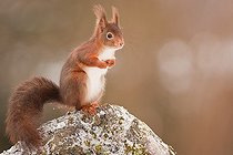 Biosphoto | 2002113 | Red squirrel on a rock - Northern Vosges France | &copy; Emmanuel Baechler / Biosphoto