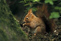 Biosphoto | 497611 | Red Squirrel on the ground in undergrow feeding France | &copy; Cyril Ruoso / Biosphoto