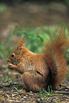 Biosphoto | 497612 | Red Squirrel on the ground in undergrow feeding France | &copy; Cyril Ruoso / Biosphoto