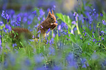 Biosphoto | 2621664 | Red squirrel (Sciurus vulgaris) adult in bluebells, Nantes suburbs, France. | &copy; Guy Piton / Biosphoto