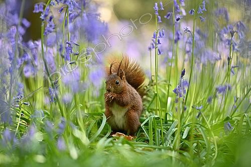 Biosphoto | 2621666 | Red squirrel (Sciurus vulgaris) adult in bluebells, Nantes suburbs, France. | &copy; Guy Piton / Biosphoto