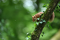 Biosphoto | 2621665 | Red squirrel (Sciurus vulgaris), adult observing the ground, Nantes suburb, France. | &copy; Guy Piton / Biosphoto
