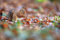 Biosphoto | 2621613 | Red squirrel (Sciurus vulgaris) eating a nut on the ground during autumn in a Normandy forest, France. | &copy; Christophe Perelle / Biosphoto