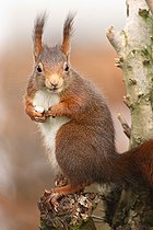 Biosphoto | 2124591 | Red squirrel (Sciurus vulgaris) eating, Ardenne, Belgium | &copy; Christian Cabron / Biosphoto