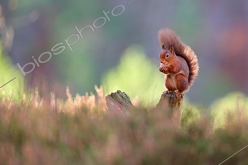 Biosphoto | 2606747 | Red squirrel Sciurus vulgaris feedind on old tree stump in heather, Cairngorms National Park, Highlands, Scotland, UK | &copy; Michel Poinsignon / Biosphoto