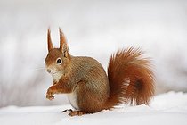 Biosphoto | 2406323 | Red Squirrel (Sciurus vulgaris) in the snow in winter, Leipzig, Saxony, Germany, Europe | &copy; Kevin Prönnecke / imageBROKER / Biosphoto
