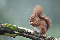 Biosphoto | 2621661 | Red squirrel (Sciurus vulgaris) nibbling on a branch in the rain, Nantes suburbs, France. | &copy; Guy Piton / Biosphoto