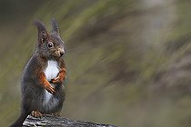 Biosphoto | 2325573 | Red squirrel (Sciurus vulgaris), Northern Vosges Regional Nature Park, France | &copy; Michel Rauch / Biosphoto