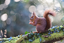 Biosphoto | 2621663 | Red squirrel (Sciurus vulgaris) on a branch, Nantes suburbs, France. | &copy; Guy Piton / Biosphoto