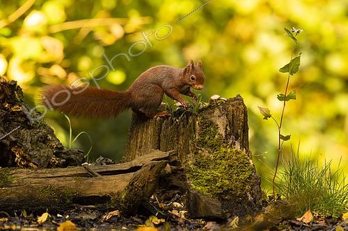 Biosphoto | 2555964 | Red squirrel (Sciurus vulgaris) on a stump ,Hauts-de-France, France | &copy; Guy Van Langenhove / Biosphoto