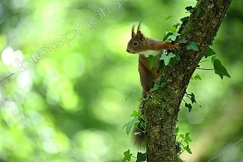 Biosphoto | 2621659 | Red squirrel (Sciurus vulgaris) on alert on a branch, Nantes suburbs, France. | &copy; Guy Piton / Biosphoto