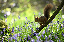 Biosphoto | 2621660 | Red squirrel (Sciurus vulgaris) on alert on a branch, Nantes suburbs, France. | &copy; Guy Piton / Biosphoto