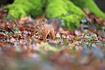 Biosphoto | 2621611 | Red squirrel (Sciurus vulgaris) on the ground in autumn searching for food in a Norman forest, France. | &copy; Christophe Perelle / Biosphoto