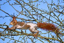 Biosphoto | 2448568 | Red squirrel (Sciurus vulgaris) suffering from alopecia due to a ringworm, Vosges du Nord Regional Natural Park, France | &copy; Michel Rauch / Biosphoto