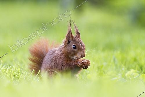 Biosphoto | 2100743 | Red Squirrel (Sciurus vulgaris) with a nut in the paw, Alsace, France | &copy; Olivier Gutfreund / Biosphoto