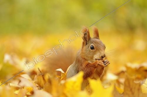 Biosphoto | 1604171 | Red squirrel sitting between colorful autumn leaves | &copy; Kevin Proennecke / imageBROKER / Biosphoto