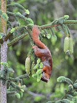 Biosphoto | 1848856 | Red squirrel smelling Spruce needles in a garden France | &copy; Patrick Glaume / Biosphoto