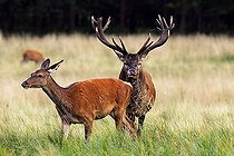 Biosphoto | 1449212 | Red stag during the rut following a hind - red deer in heat - behaviour - male and female (Cervus elaphus) | &copy; Justus de Cuveland / imageBROKER / Biosphoto