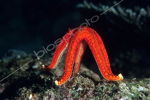 Biosphoto | 643498 | Red Starfish standing up for reproduction Mediterranean Sea | &copy; Didier Brandelet / Biosphoto