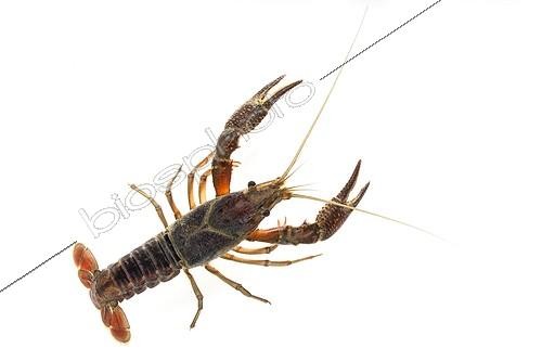 Biosphoto | 1897300 | Red Swamp Crayfish on white background | &copy; Michel Gunther / Biosphoto